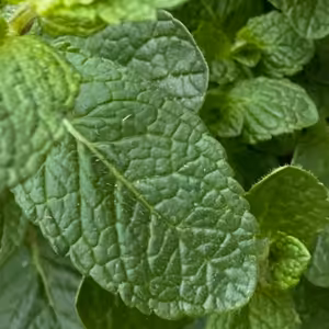 Josef Hora - Omyly Karla Čapka