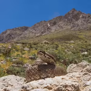 Ešus 21/2/2022: Honza na cestách, nejen za hady