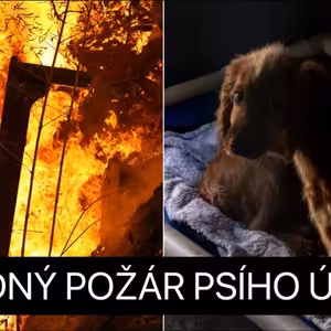 Svědkové Jehovovi bojují proti psům