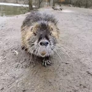 Strážníci odchytávali ve městě nutrie