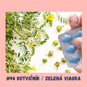 #94 KOTVIČNÍK , TRIBULUS / zelená viagra, kyselina močová, močové kameny, draslík, erekce, ejakulace, viagra, pohyblivost spermií, diabetes, deprese, úzkosti, zánět
