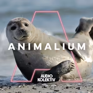 Animalium: Tuleň - banánový pozér?