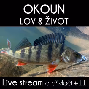 Přívlač Live #11 Jak ulovit okouna a jeho život