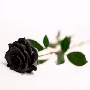 Massive Attack - Teardrop