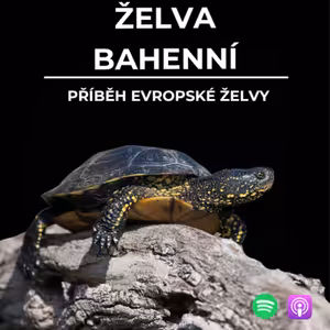 82: Příběh evropské želvy | Želva bahenní