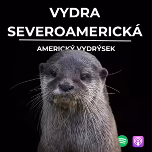 76: Americký vydrýsek | Vydra severoamerická