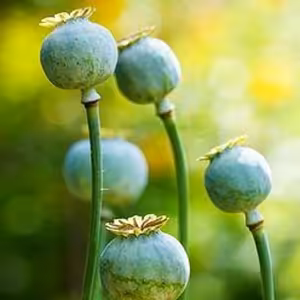 Rastie mak (Poppy Grows)