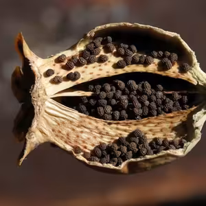 INESS do UCHA #23: Monetárne ópium