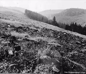 A co na to lesy? Díl první