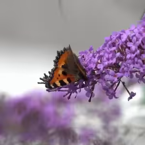 Vlákna Stvoření – živé vysílání