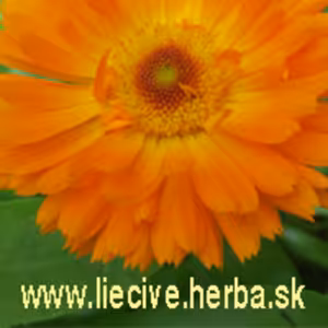 Liečivé rastliny 10 Liečivé huby