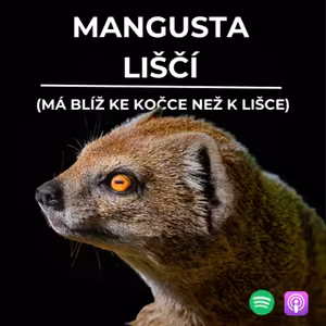 74: Mangusta liščí