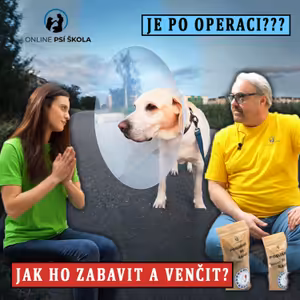 #35 Jak ho venčit a zabavit po operaci?