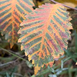 Podzimní melancholie 27. díl