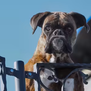 INESS na DNES #20: Kto bude strážiť slovenský rozpočet?