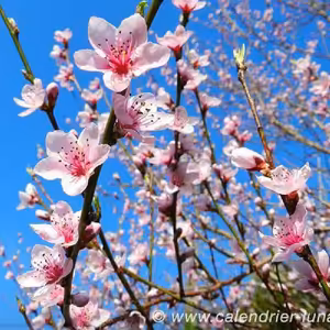 FIZERWEB LIVE skuska