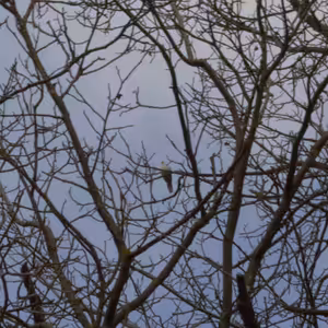 Pravda sa zjavuje maličkým