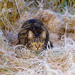 Jak dále v roce 2026, Vít Syrový, Duše Má, Neznámá (110.), 17. 12. 2025