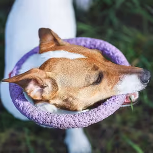 Dog Puller (Veronika Bucukinová)