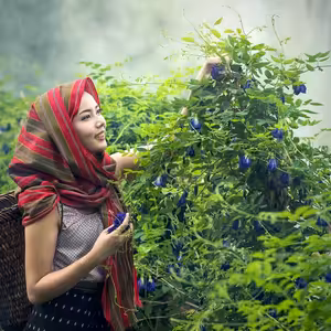 Prof. JUDr. Ivo Telec, CSc. - Bylinky A Právo