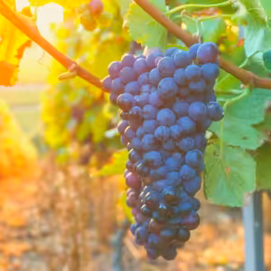 Služby Božie 2. 7. 2020 | Lekcia o viniči