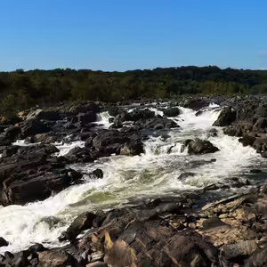 Divočina u Washingtonu