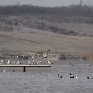 Kolik je ptáků na jezeře Most?