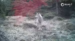 Po vlčích stopách