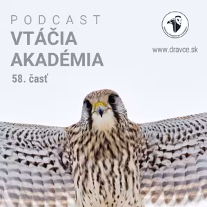 V lesoch aktuálne môžete vidieť vtáčieho hodinového manžela