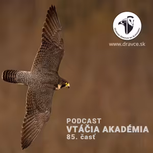 Ľudia používajú mapy a aplikácie, no vtáky majú navigáciu uloženú v hlave