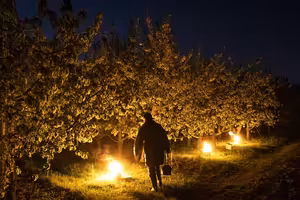 Falešné jaro bude častější. Někde může pomoct protimrazová závlaha