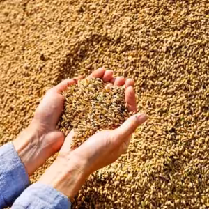 Přinést úrodu věčného života