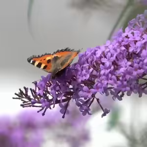 Vlákna Stvoření – živé vysílání