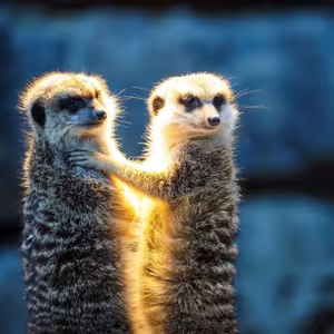 Bláznivý Svět - Jak se před ním chránit, Vít Syrový, Duše Má, Neznámá (97.), 27. 11. 2024