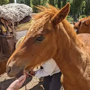 Našli sme konečne kone? Ideme na juh... + zaujímavosti z Argentíny