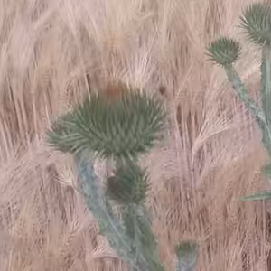 Odolná republika podle Masaryka