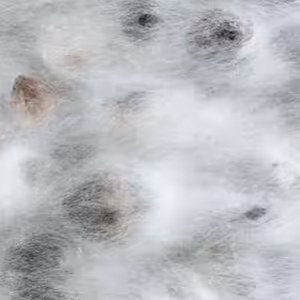 Karlin Studios: Mycelium Unbound Storytelling (Martina Růžičková, Kristína Jamrichová)