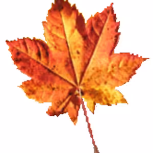 Javorinka šedivá (KARAOKE demo)