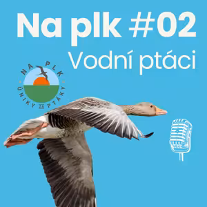 Na plk #02 : O kruté zimě, vodních ptácích, jejich adaptacích, i o síle lidské mysli