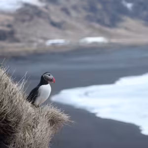 S1E15: ISLAND - Ultimat Viking