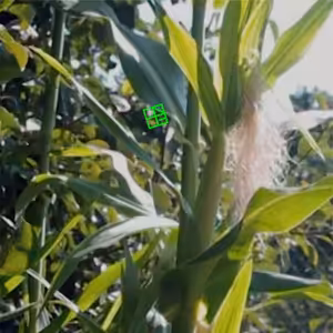 O rastlinách a ľuďoch