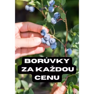 #07 BORŮVKY ZA KAŽDOU CENU