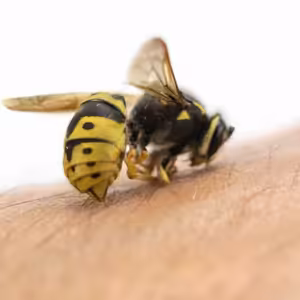 První pomoc při poštípání hmyzem: zásady a tipy od odborníka