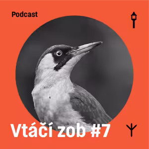 Vtáčí zob #7 — Žlna zelená (Samuel Sabol, Jakub Lenart)