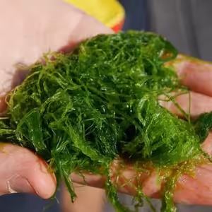 Lov na neokoukané řasy může být v létě zábava