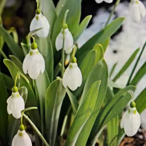 PENCAST březen 2023