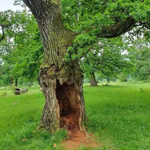 Navštívili sme Gavurky, stredoveký pasienok s majestátnymi dubmi