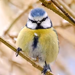 Díl pátý: Leden, měsíc svěšené oháňky