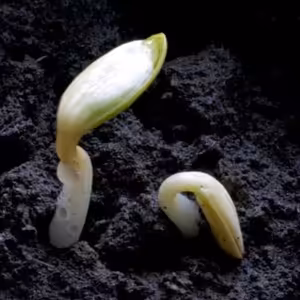 Služby Božie 4. 2. 2024 | Čo môže a čo nemôže poľnohospodár