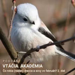 Čo robia (nielen) dravce a sovy vo februári? 2. diel